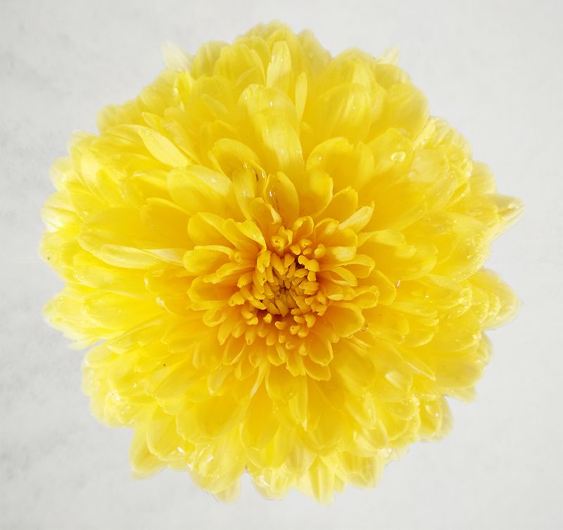 云臺(tái)冰菊在冰雪中盛開(kāi)