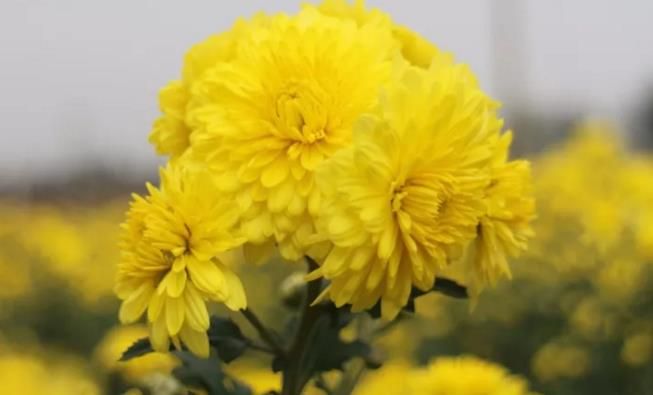 千畝云臺(tái)冰菊盛開，誠(chéng)邀您蒞臨免費(fèi)參觀！