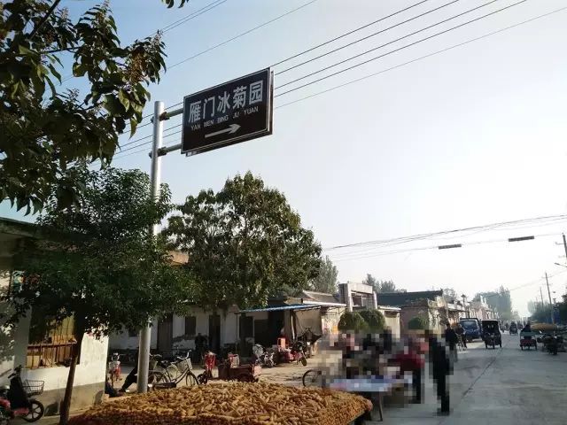 如何找到云臺(tái)冰菊？怎樣找到云臺(tái)冰菊？