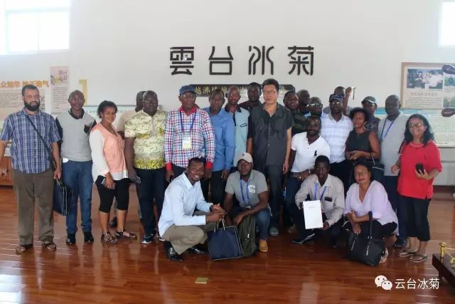 目測這朵菊花要火，國外專家為它頻頻而來······